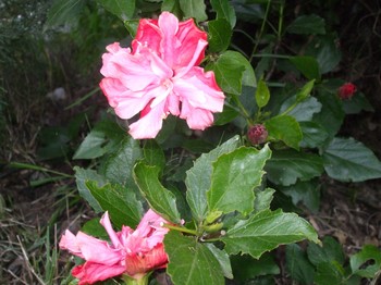 Flower 1.jpg