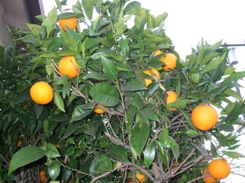 Orange tree.jpg