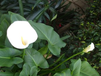 white flower 1.jpg